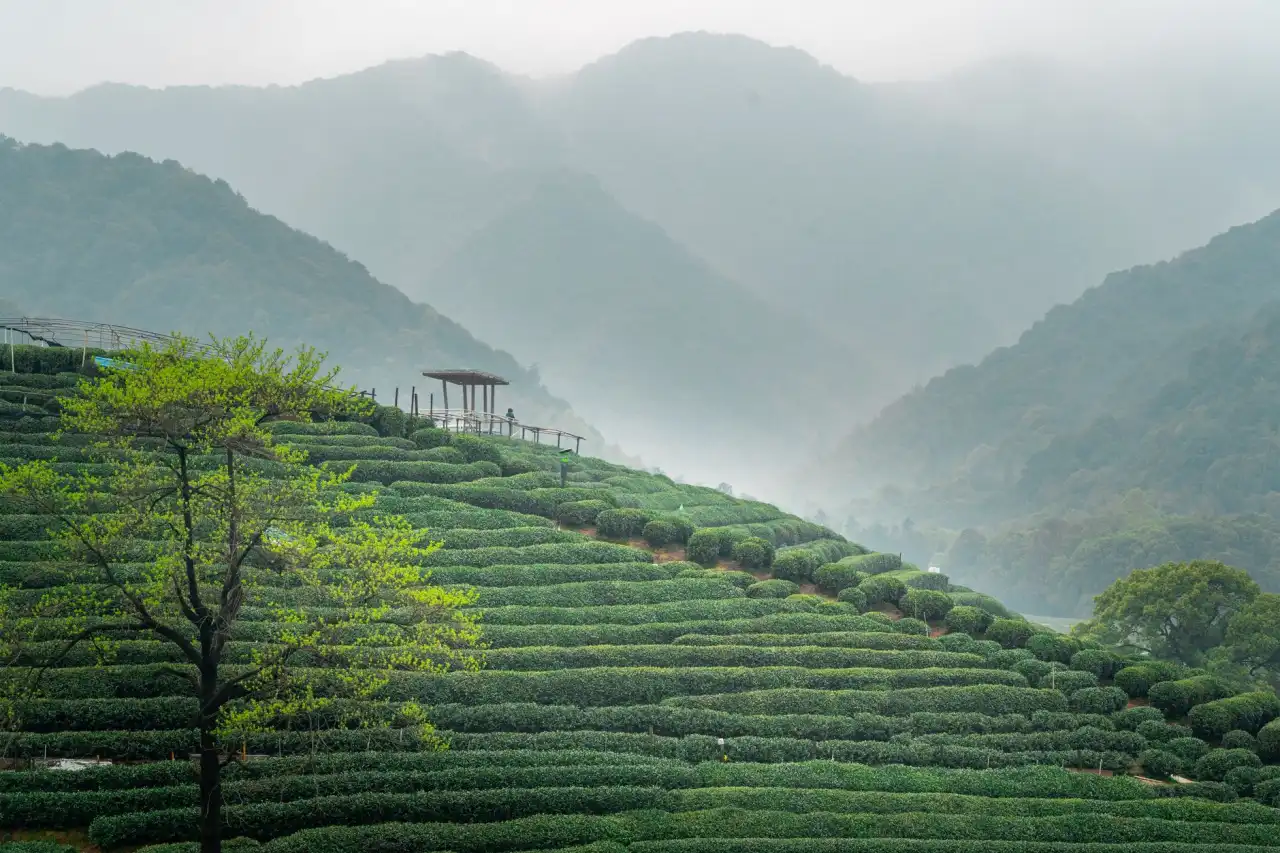红木茶台定制流程详解:从选材到东阳木作工艺落地