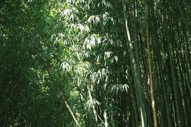 龙天红木小镇新中式实木沙发工艺特色与木材选料要点解析